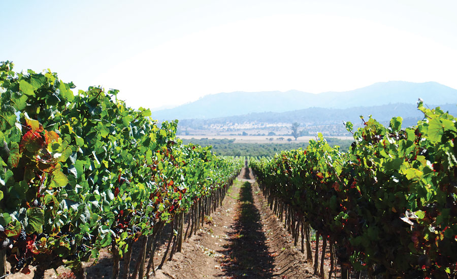 Tour Viña del Mar & Valparaiso + visite vignoble Casablanca