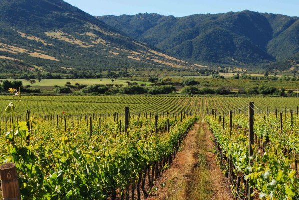 Full Day Colchagua Valley Tour: Casa Silva & L'Apostolle Wine Tours
