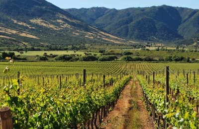 Tour 1 día en Valle de Colchagua: Casa Silva & L'Apostolle Wine Tours